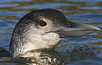 Britain's second and third records of Pacific Diver, in South Wales and Cornwall, must have left birders wondering how many others had slipped through the net in years past. But the confiding White-billed Diver in Cornwall left none of its admirers in doubt as to its identity. Cornwall also hosted Gyrfalcon, Dusky Warbler and a Spotted Sandpiper to make the long trek west worthwhile. The long staying Black-eared Kite remained in Norfolk, whilst two Snowy Owls took up winter residence on the Outer Hebrides.