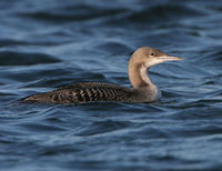 Highlight of the month was undoubtedly the Pacific Diver in Yorkshire (a first for the Western Palearctic) that was to start a run of records. Rarer thrushes in the form of an American Robin in Yorkshire and a Black-throated Thrush in Argyll got the year-listers off to a good start. Otherwise typical January fare included rarer wildfowl in the form of two Barrow's Goldeneye, two Bufflehead and as many as three Falcated Duck. Up to three Penduline Tits returned to Rainham Marshes in Essex.