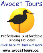 Avocet Tours - click here!