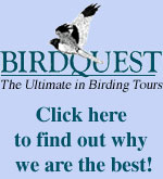 Birdquest - click here!