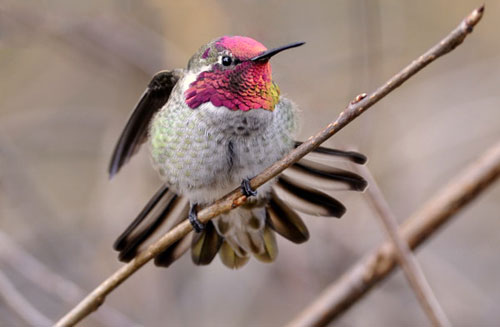 anna's Hummingbird