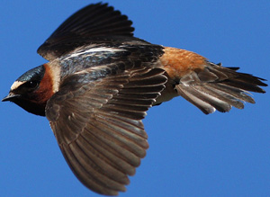 flying cliff swallow