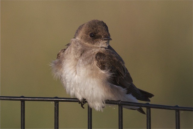 rough-winged swallow