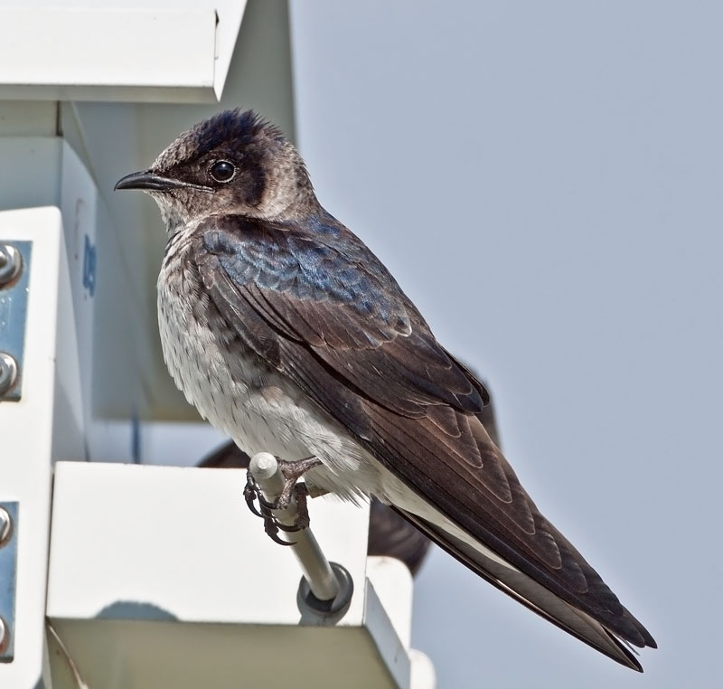 young purple martin