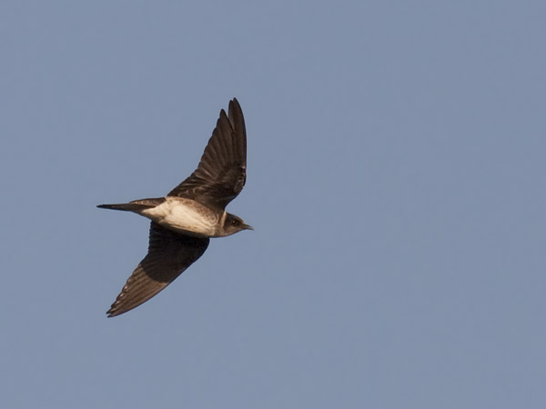 young purple martin