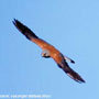 bird picture Lesser Kestrel