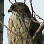 bird picture Broad-winged Hawk
