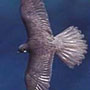 bird picture Eleonora's Falcon