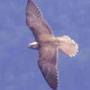 bird picture Lanner Falcon