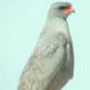 bird picture Pale Chanting-Goshawk