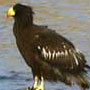 bird picture Steller's Sea Eagle