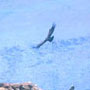 bird picture Andean Condor