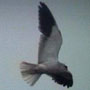 bird picture Black-shouldered Kite