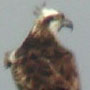 bird picture Osprey