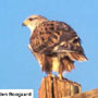 bird picture Ferruginous Hawk