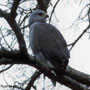 bird picture Gray Hawk