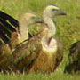 bird picture Griffon Vulture
