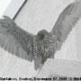 bird picture Gyr Falcon