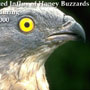 bird picture Honey Buzzard