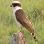 bird picture Laughing Falcon