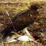 bird picture Martial Eagle