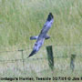 bird picture Montagu's Harrier