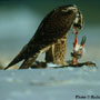 bird picture Peregrine Falcon