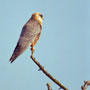 bird picture Red-footed Falcon