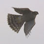bird picture Eurasian Sparrowhawk