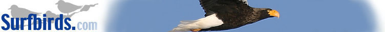 header - Pied Kingfisher header by Nigel Blake