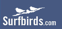 bird birding ornithology trip reports video news