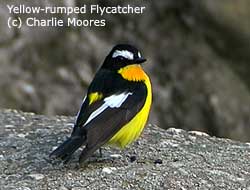 bird picture Yellow-rumped Flycatcher