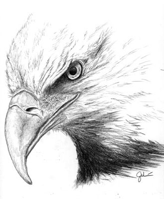 Bald Eagle - sketch by Tony Galvan