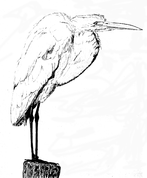 Great Egret - sketch by Tony Galvan