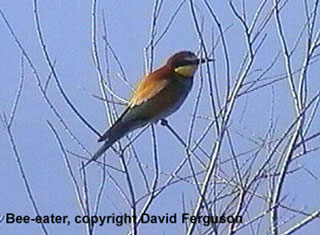 bird picture - Bee-eater