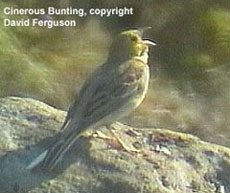 bird picture - Cinerous Bunting