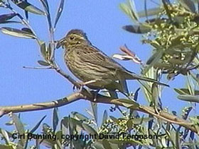 bird picture - Cirl Bunting