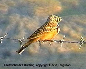 bird picture - Cretzschmar's Bunting