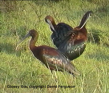 bird picture - Glossy Ibis