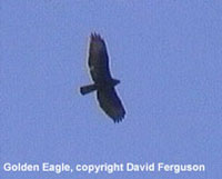 bird picture - Golden Eagle