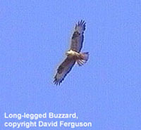 bird picture - Long-legged Buzzard