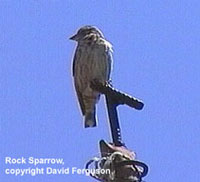 bird picture - Rock Sparrow
