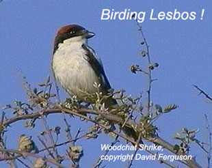 bird picture - Woodchat Shrike