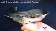 bird picture - Orphean Warbler