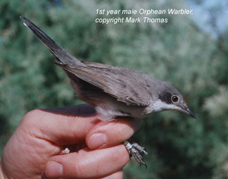 bird picture Orphean Warbler