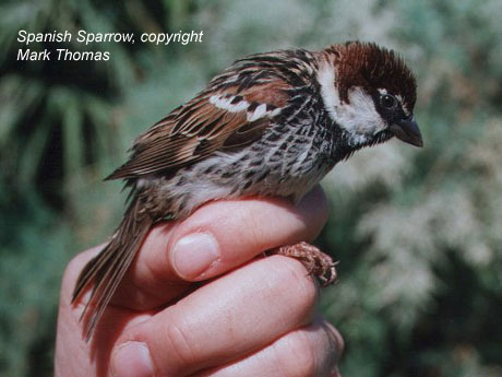 bird picture - Spanish Sparrow