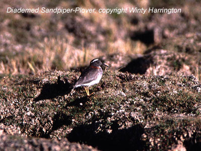 bird photo - Diademed Sandpiper-Plover