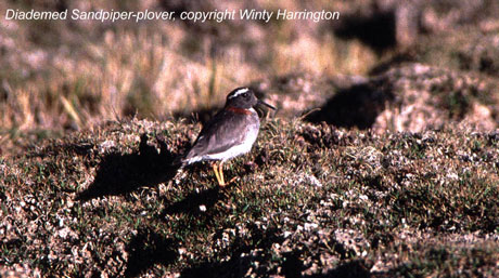 bird photo - Diademed Sandpiper-plover