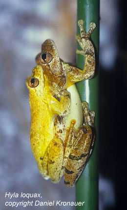 frog picture - Hyla loquax
