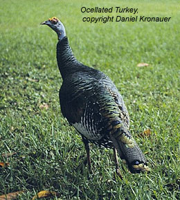 bird picture - Ocellated turkey